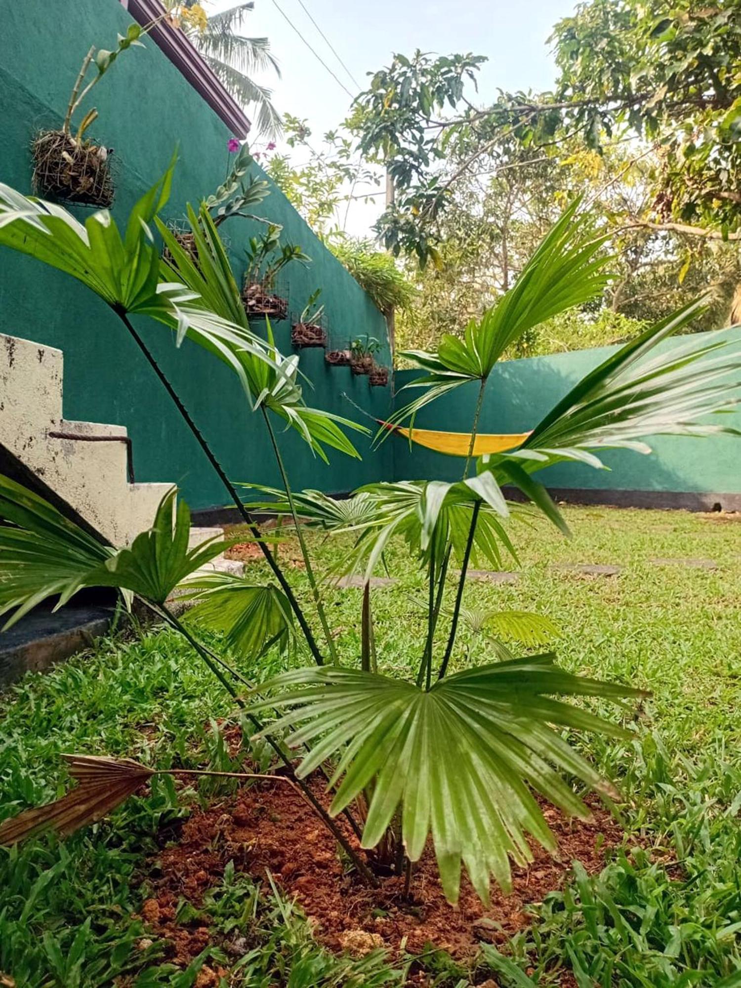 Guesthouse Dilush Beruwala Bagian luar foto